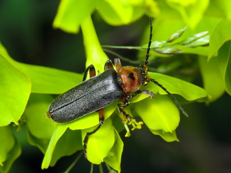 Cantharis rustica Fallen, 1807